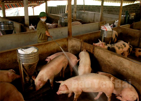 Mô hình chăn nuôi lợn đông đàn theo hướng hàng hóa của gia đình chị Nguyễn Thị Thanh Hường ở thôn Pá Thoóc, xã Hưng Khánh.