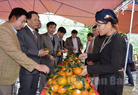 Đồng chí Nguyễn Văn Khánh - Phó Chủ tịch UBND tỉnh (thứ hai, bên trái) và các đại biểu tham quan sản phẩm cam Lục Yên tại Lễ công bố Giấy chứng nhận nhãn hiệu tập thể “Cam Lục Yên”.