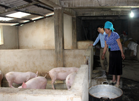 Mô hình nuôi lợn thịt của bà Lò Thị Pình, thôn Lừu 2, xã Hát Lừu cho thu nhập trên 50 triệu đồng mỗi năm.