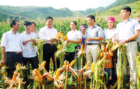 Các đồng chí lãnh đạo huyện Trạm Tấu kiểm tra tình hình phát triển cây ngô ở xã Xà Hồ.