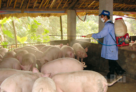 Cán bộ thú y các địa phương tích cực phun thuốc khử trùng, tiêu độc để phục vụ chăn nuôi phát triển tốt.