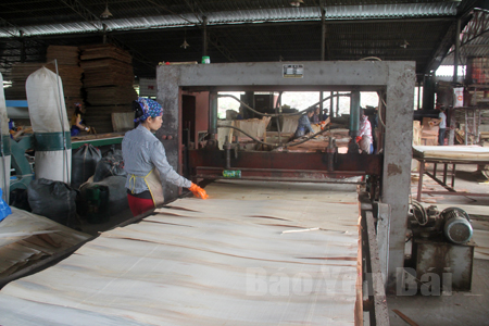 Chế biến gỗ rừng trồng ở Công ty cổ phần Yên Thành, huyện Yên Bình.