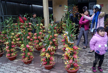 Thanh long cảnh - giống cây mới được đưa vào thị trường hoa cây cảnh trên địa bàn thành phố Yên Bái dịp tết Nguyên đán Đinh Dậu 2017.