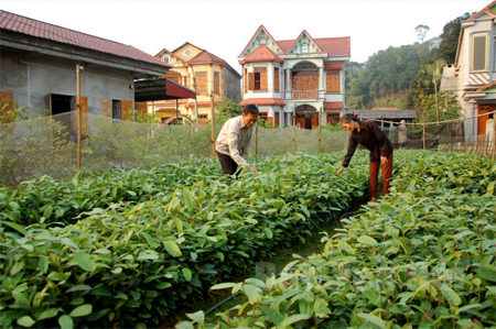 Gia đình ông Nguyễn Văn Chỉ ở thôn Khe Chè chuẩn bị giống quế cho vụ trồng mới.