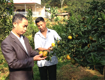 Nông dân xã Hưng Thịnh, huyện Trấn Yên phát triển cây ăn quả có múi mang lại hiệu quả kinh tế cao.