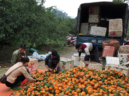 Nông dân xã Thượng Bằng La thu hoạch cam.