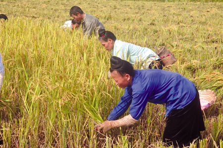 Nông dân xã Nghĩa Lợi, thị xã Nghĩa Lộ sản xuất lúa hàng hóa mang lại hiệu quả kinh tế cao.