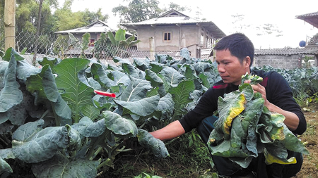 Nông dân thị xã Nghĩa Lộ tích cực thâm canh, tăng vụ để nâng cao đời sống kinh tế.