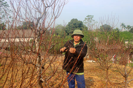 Ông Nguyễn Đức Huệ, thôn 1, xã Giới Phiên chăm sóc đào cảnh.