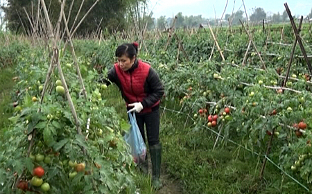 Chị Hoàng Thị Minh Bắc, thôn Bản Vệ, xã Nghĩa An thu hoạch cà chua vụ đông.