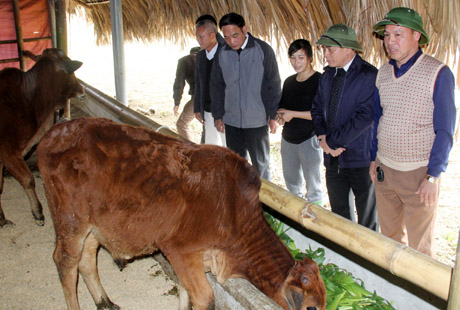 Giám đốc Sở Nông nghiệp và Phát triển nông thôn Trần Thế Hùng kiểm tra công tác chống rét cho trâu, bò tại xã Khai Trung