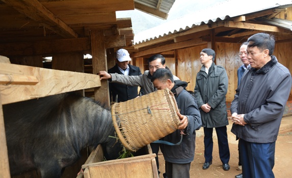 Đoàn công tác của tỉnh đến kiểm tra công tác phòng chống rét cho đàn gia súc tại hộ gia đình ông Lý Pằng Ninh, bản Trống Páo Sang, xã La Pán Tẩn