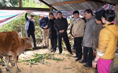 Đoàn công tác đến kiểm tra công tác phòng chống rét cho trâu bò tại hộ gia đình bà Lý Thị Điều, thôn Nậm Pươi, xã Nậm Búng
