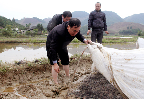 Giám đốc Sở Nông nghiệp và Phát triển nông thôn kiểm tra công tác chống rét cho mạ tại huyện Văn Yên