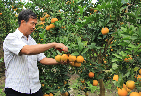 Vườn cam sai trĩu quả đem lại thu nhập hàng trăm triệu đồng mỗi năm cho gia đình ông Đỗ Trí Thức.