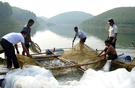 Khai thác thủy sản trên hồ Thác Bà.