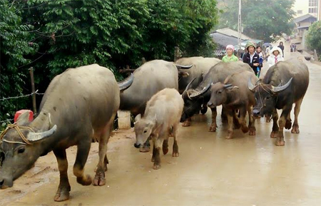 Người dân Trạm Tấu di chuyển trâu từ bãi chăn nuôi về nhà khi mùa đông về.