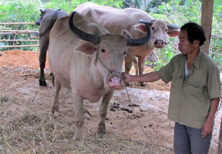 Nông dân thôn Pa Te, xã Túc Đán đẩy mạnh chăn nuôi đại gia súc.