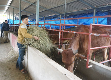 Người dân xã Phù Nham tích cực chuẩn bị thức ăn, che chắn chuồng trại cho gia súc trong những ngày rét đậm, rét hại.