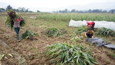 Nông dân xã Phù Nham, huyện Văn Chấn thu hoạch ngô đông để sản xuất lúa xuân 2018.