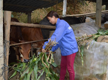 Nhân dân xã Sơn Lương chủ động nguồn thức ăn và nuôi nhốt trâu bò trong mùa đông.