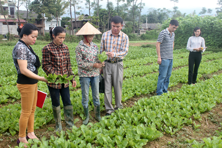 Mô hình trồng rau an toàn của hội viên phụ nữ thôn Cầu Thia, xã Phù Nham.