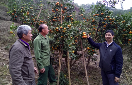 Lãnh đạo xã Thượng Bằng La thăm vườn cam của ông Hà Đình Dế.