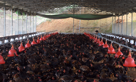Hộ anh Nguyễn Tiến Sơn ở thôn 8, xã Minh Quán, huyện Trấn Yên hiện nuôi khoảng 1,7 vạn con gà Minh Dư nhờ liên kết sản xuất.
