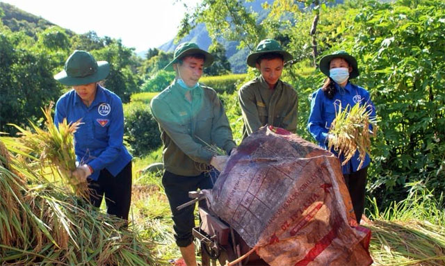 Đoàn viên thanh niên huyện Trạm Tấu giúp nhân dân thu hoạch lúa.