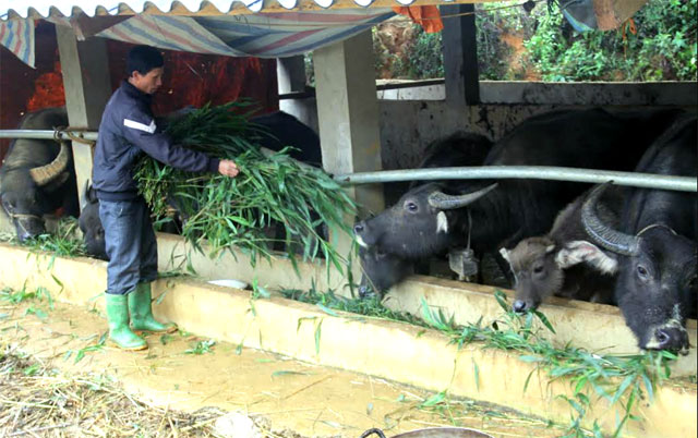 Nông dân thị xã Nghĩa Lộ chủ động nguồn thức ăn mùa đông cho gia súc bằng thân và lá ngô. (Ảnh: Mạnh Cường)