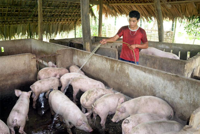 Chính sách hỗ trợ chăn nuôi giúp người dân thúc đẩy phát triển sản xuất gia tăng về quy mô, số lượng.