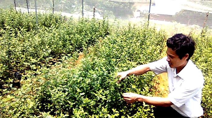 Kỹ sư Nguyễn Thành Hưng kiểm tra sinh trưởng của cây sơn tra giống tại vườn ươm.