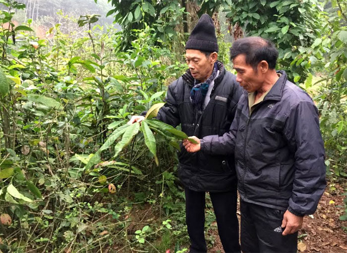 Ông lang Hà Huy Thêm (bên trái), xã Cảm Ân giới thiệu những cây thuốc nam quý được ông đưa về trồng ở vườn nhà.