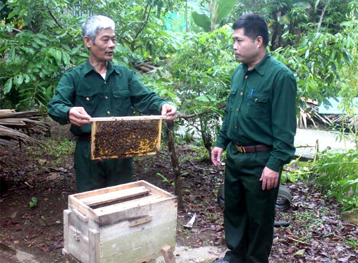 Cựu chiến binh Nguyễn Chí Long, thôn Cẩu Vè nuôi 30 đàn ong cho thu nhập trên 70 triệu đồng/năm.