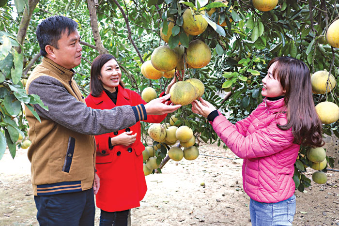 Cây ăn quả có múi dần đóng vai trò chủ lực trong phát triển kinh tế của người dân Phù Nham.