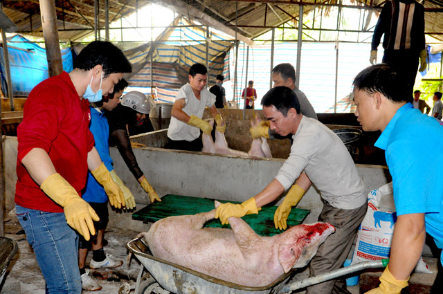 Cơ quan chuyên môn tiến hành xử lý ổ dịch tại gia đình anh Vũ Nam Giang ở thị trấn Yên Thế