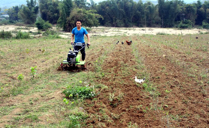 Anh Phùng Văn Toàn, thị trấn Nông trường Liên Sơn, huyện Văn Chấn tích cực chăm sóc bãi dâu mới đốn để chuẩn bị nuôi lứa tằm mới.