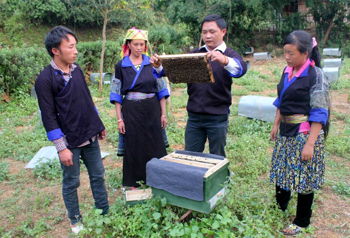 Nông dân huyện Mù Cang Chải trao đổi kỹ thuật nuôi ong.