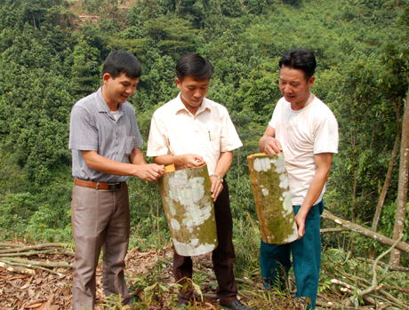 Toàn tỉnh có 979 mô hình dân vận trên lĩnh vực kinh tế.