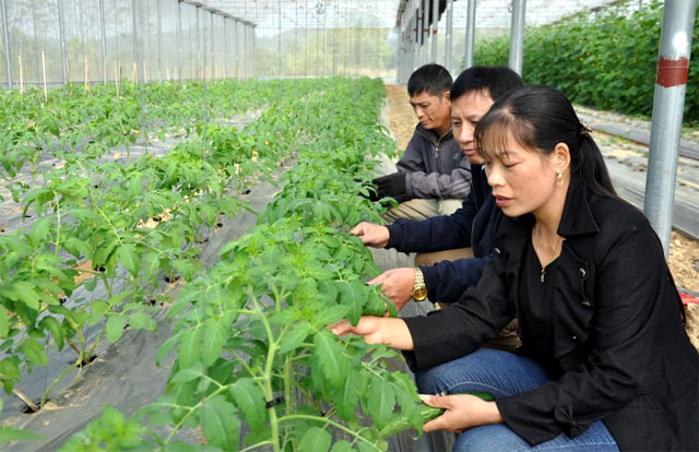 Nông dân Văn Yên chủ động ứng dụng khoa học, kỹ thuật cao với mô hình trồng rau, củ, quả sạch trong nhà lưới.
