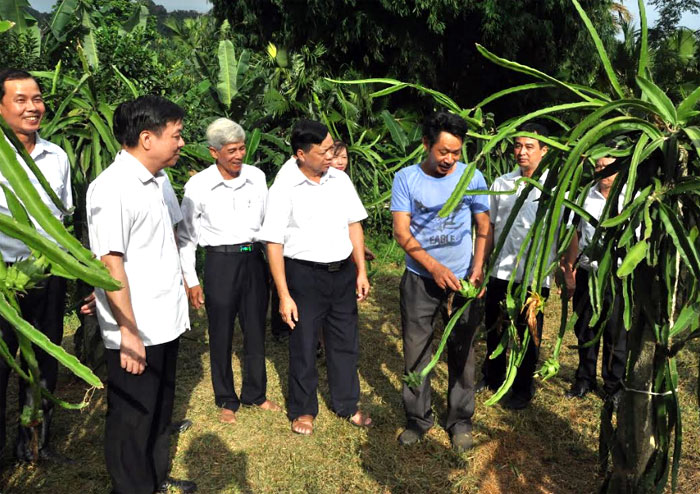 Lãnh đạo Mặt trận Tổ quốc tỉnh thăm mô hình kinh tế của nông dân xã Mông Sơn, huyện Yên Bình.