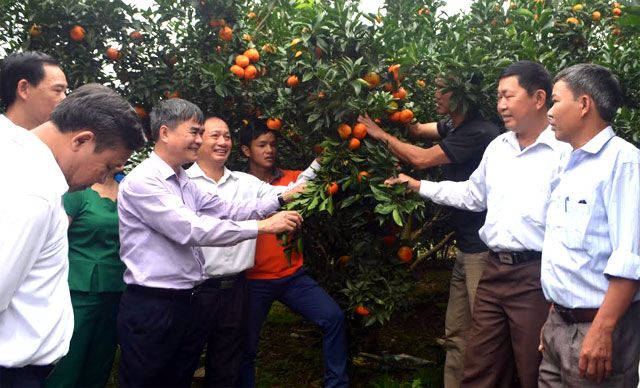 Đồng chí Chu Đình Ngữ - Bí thư Huyện ủy Văn Chấn thăm mô hình trồng cam tại xã Bình Thuận.
