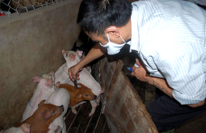 Cán bộ thú y phường Hợp Minh tiêm phòng cho đàn gia súc. (Ảnh: Thanh Chi)