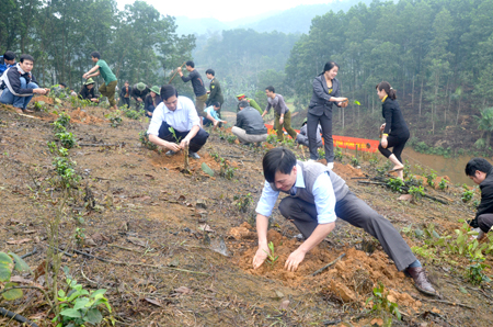 Năm 2019, toàn tỉnh đề ra mục tiêu trồng rừng là 15.000ha. Ảnh minh họa