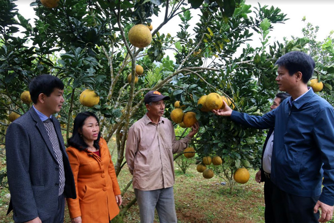 Đồng chí Nguyễn Thế Phước - Bí thư Huyện ủy Trấn Yên thăm mô hình phát triển kinh tế vườn đồi.