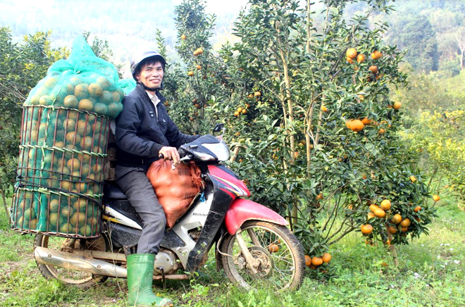 Nông dân xã Khánh Hòa thu hoạch cam.