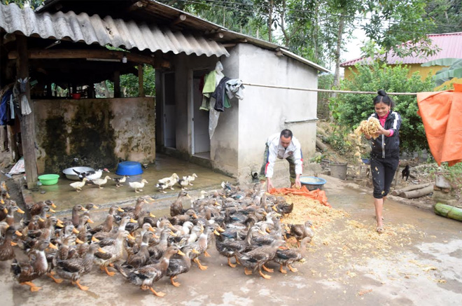 Thức ăn cho đàn vịt bầu Lâm Thượng được hộ ông Nguyễn Tiến Mạnh bổ sung thân cây chuối tươi băm nhỏ trộn với cám.