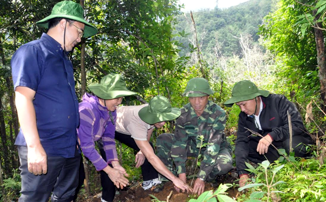 Năm 2019, Hội Nông dân tỉnh phối hợp với huyện Trạm Tấu trồng 20 ha cây sơn tra ghép cành dưới tán rừng tự nhiên phòng hộ nghèo kiệt.