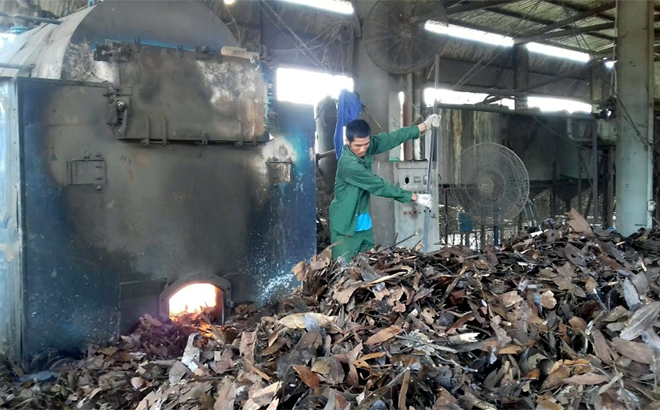 Nông dân vùng quế Văn Yên tận dụng cành lá quế chưng cất tinh dầu mang lại hiệu quả kinh tế cao.