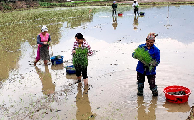 Tranh thủ thời tiết thuận lợi, nông dân Văn Chấn tập trung cấy lúa xuân.